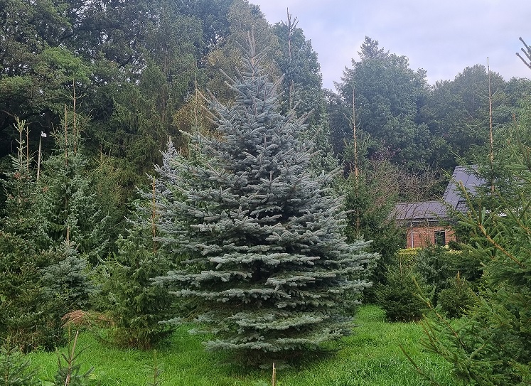 Kerstboom - Blauwspar - Picea punguns