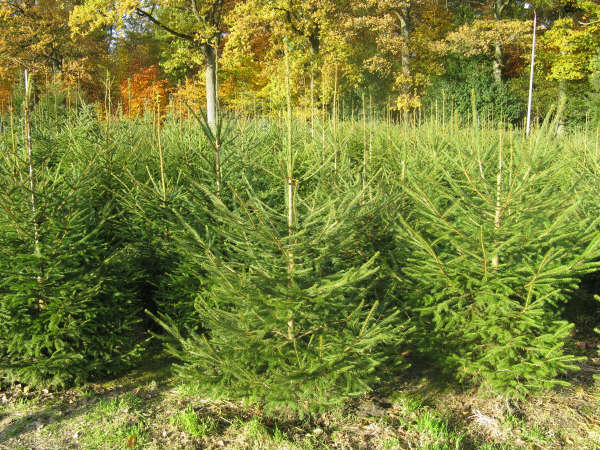 Kerstboom - Fijnspar - Picea abies