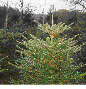 Kerstboom - Koreaspar - Abies koreana