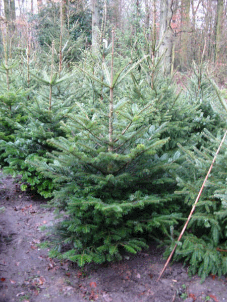 Kerstboom - Nordmanspar - Abies nordmaniana